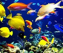 Image result for Beautiful Fish Wallpapers for Desktop