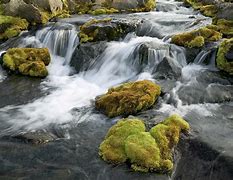 Image result for Mossy Rocks in a Stream