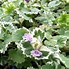 Image result for Glechoma hederacea