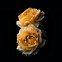 Image result for Gold Rose Side