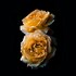 Image result for Golden Rose Flower