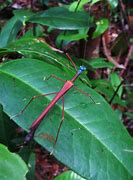 Image result for Living Stick Insect