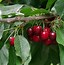 Image result for Prunus avium Bigarreau Burlat
