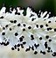 Image result for Sanguisorba tenuifolia Alba