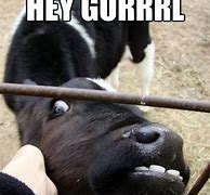 Image result for Honey the Cows Meme