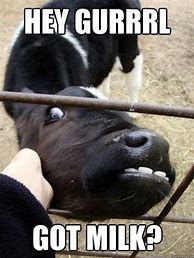 Image result for Got Milk Funny Cow