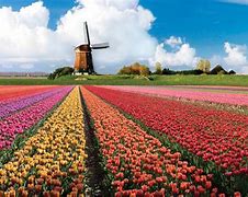 Image result for Amsterdam Netherlands Landscape