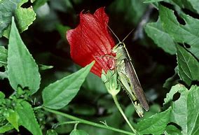 Image result for Bird Grasshopper