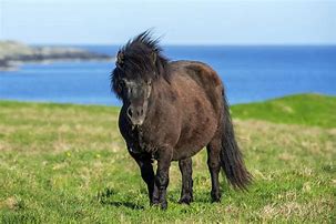 Image result for Scottish Horse Breeds