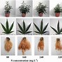 Image result for How Long Does Weed Stay Good For
