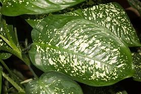 Image result for Long Light Green Leaves with Dark Green Spots and Edges House Plant