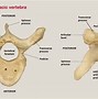 Image result for Where Is the T10 Vertebra Located