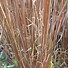 Image result for Carex buchananii Green Twist