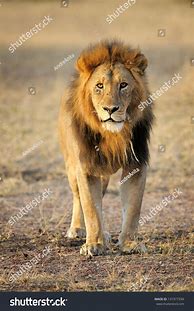 Image result for Lion Facing Forward