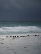Image result for Storm in Gulf