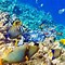 Image result for Underwater Reef Wallpaper