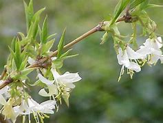 Image result for Lonicera fragrantissima