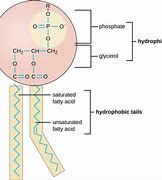 Image result for Phytin Structure