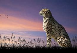 Image result for Cheetah Cool Pics