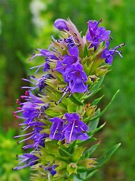 Image result for Hyssopus officinalis