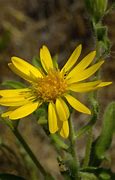 Image result for Heterotheca villosa (Aster Golden Sunshine)