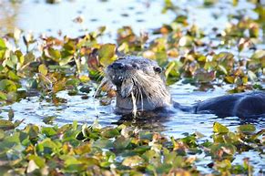 Image result for Florida Otter