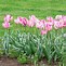 Image result for Tulipa Elsenburg