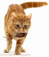 Image result for Background Ginger Cat and Mouse Eating