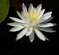 Image result for Lotus Leaves