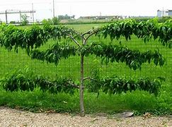 Image result for Espalier Plum Tree