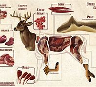 Image result for Deer Size Comparison Chart