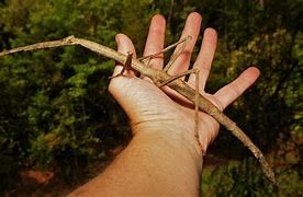 Image result for Largest Walking Stick Insect