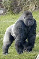 Image result for Gorilla Giant 1880