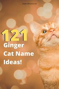 Image result for Ginger Cat Names