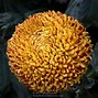 Image result for Regular Incurve Crysanthemum Flower