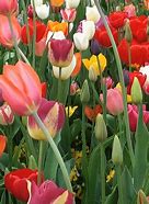 Image result for Tulip Park