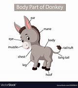 Image result for Donkey Anatomy