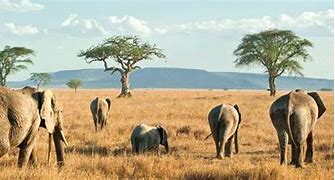 Image result for Serengeti