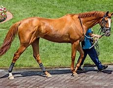 Image result for Images of Race Horses