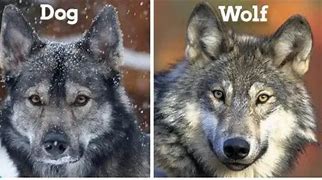 Image result for Size Difference Wolf and a Dog