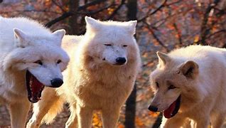 Image result for White Wolves Laughing Meme