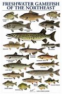 Image result for Freshwater Comparison Chart