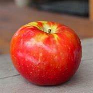 Image result for Sugar Bee Apple's