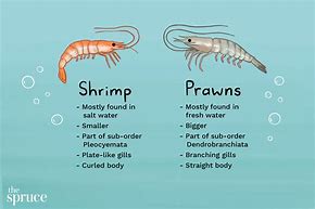 Image result for Shrimp/Prawn Lobster