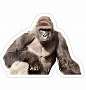 Image result for Harambe Transparent