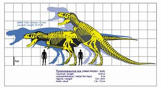 Image result for 20 Meter Long T-Rex