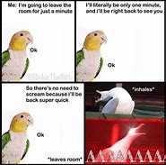 Image result for Baby Bird Meme