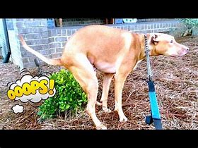 Image result for Funny Dogs Caca