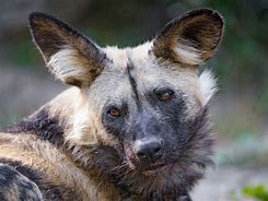 Image result for Adult African Wild Dog