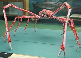 Image result for Giant Japanese Spider Crab